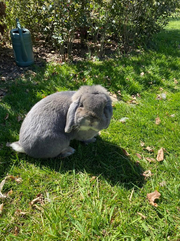 Duitse hangoor ram, Dieren en Toebehoren, Konijnen, Hangoor
