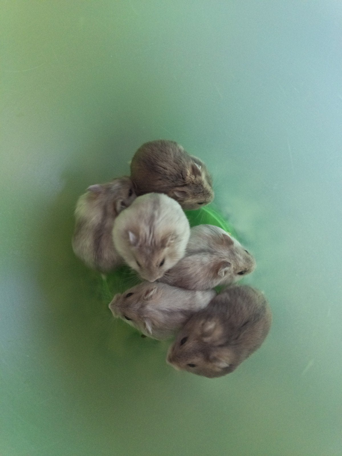 Russische dwerghamsters, Animaux & Accessoires, Plusieurs animaux
