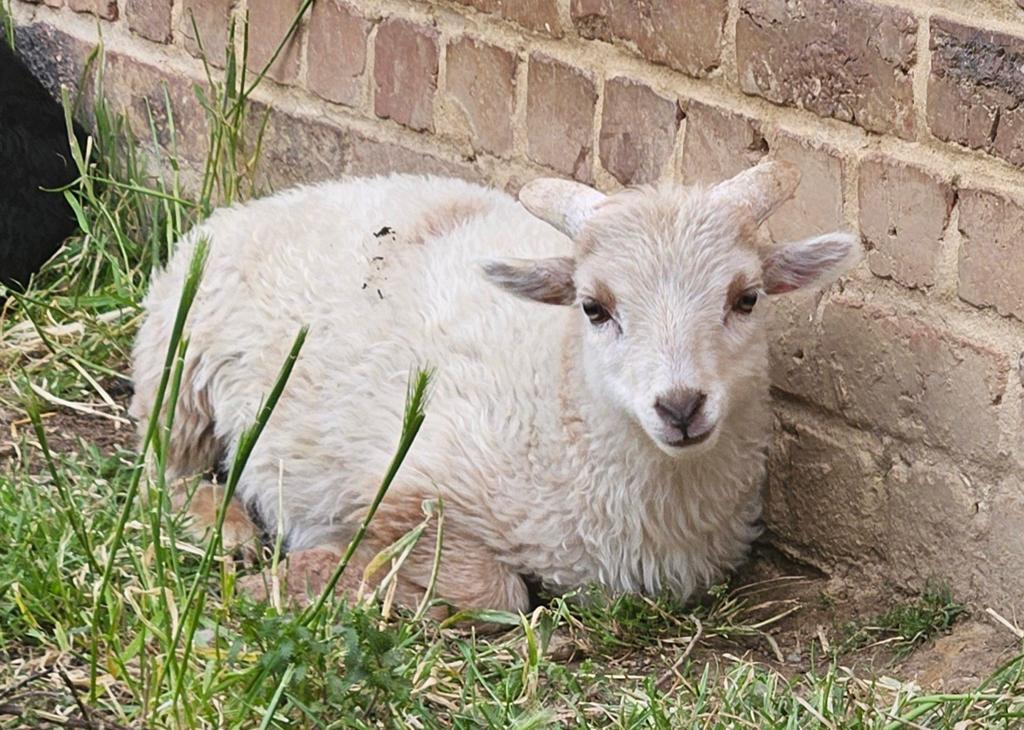Ouessant rammetje, Dieren en Toebehoren