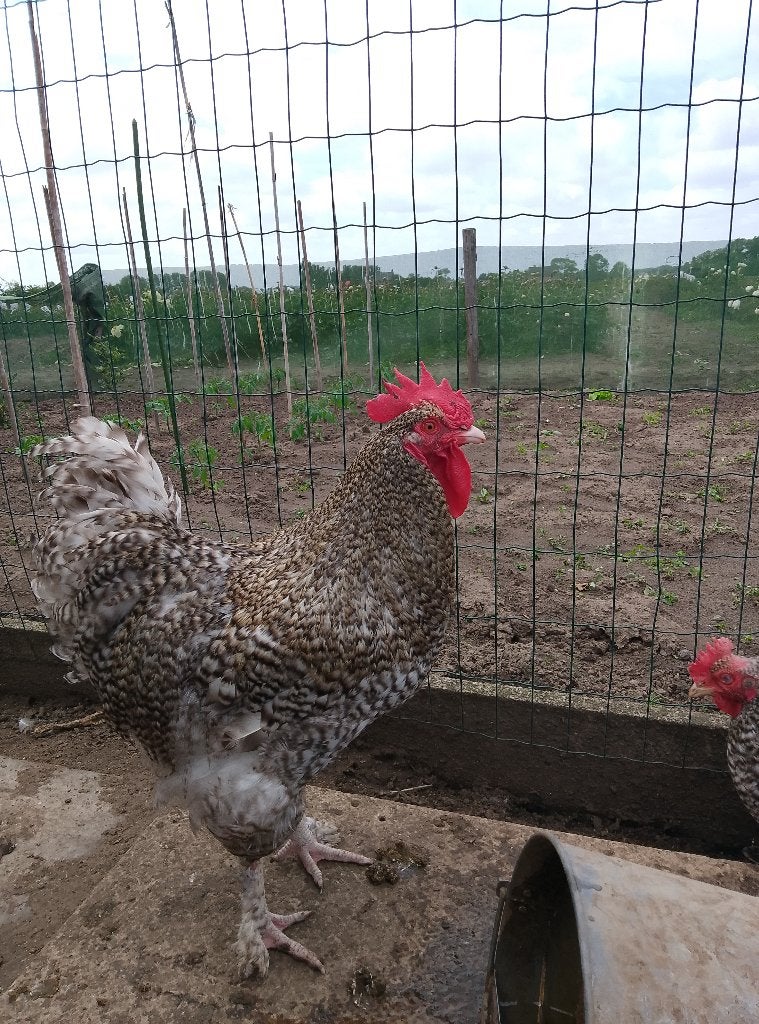 Broedeieren Mechelse koekoek, Dieren en Toebehoren