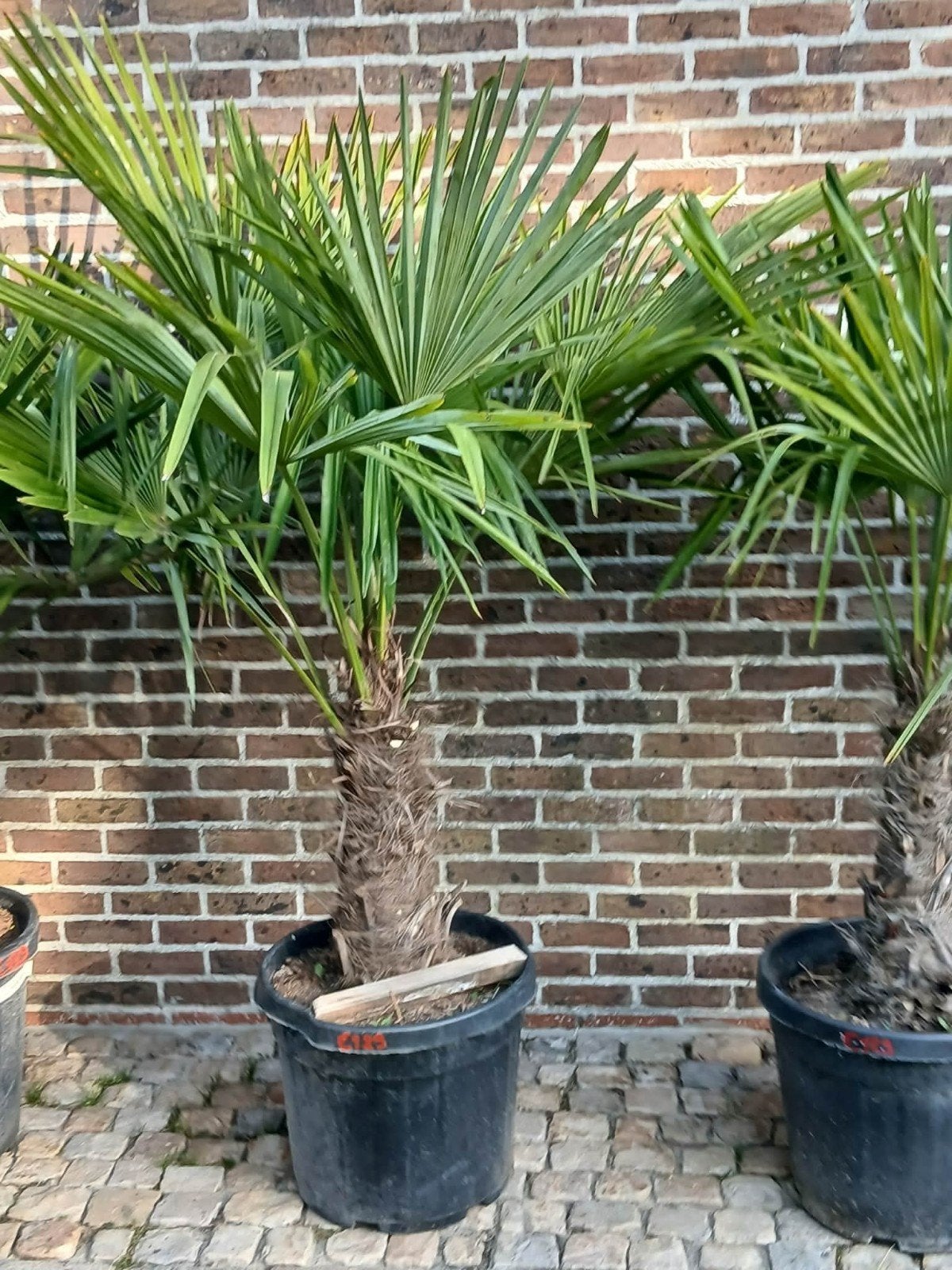 ‼️palmbomen trachycarpus fortunei winterhard ‼️, Ophalen