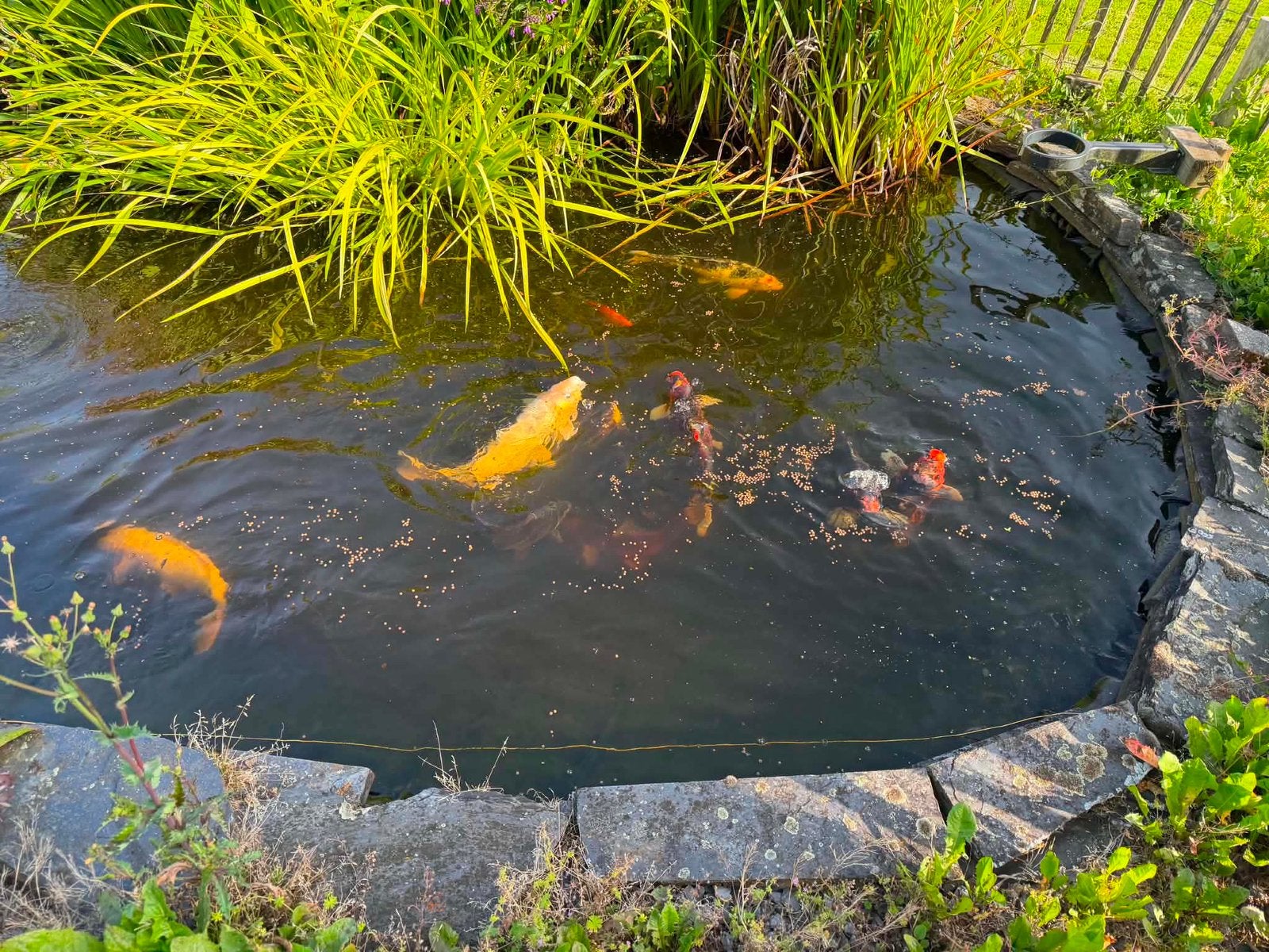 Divers poissons dont des Koï, Jardin & Terrasse, Étangs, Enlèvement, Utilisé