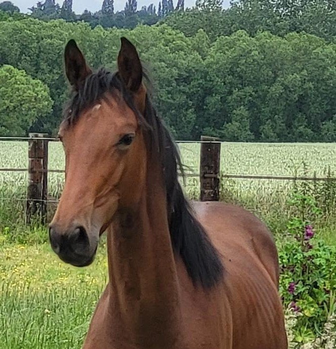 animaux  d'un an, Étalon, Avec pedigree, 0 à 2 ans