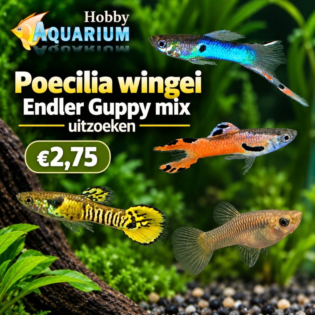 Poecilia wingei – Endler Guppy mix uitzoeken, Poisson, Poisson d'eau douce, Banc de poissons