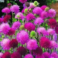 Knautia Melton Pastels, Ophalen
