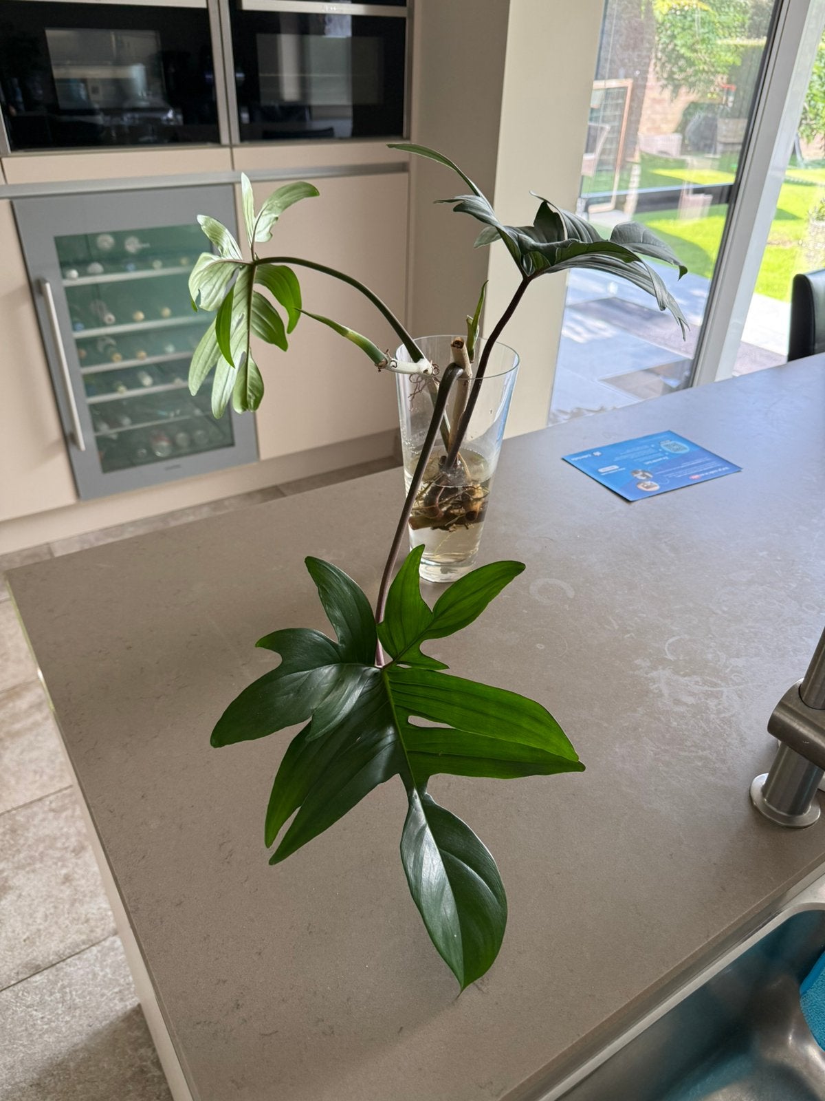 Philodendron Pedatum stek, Huis en Inrichting, Ophalen