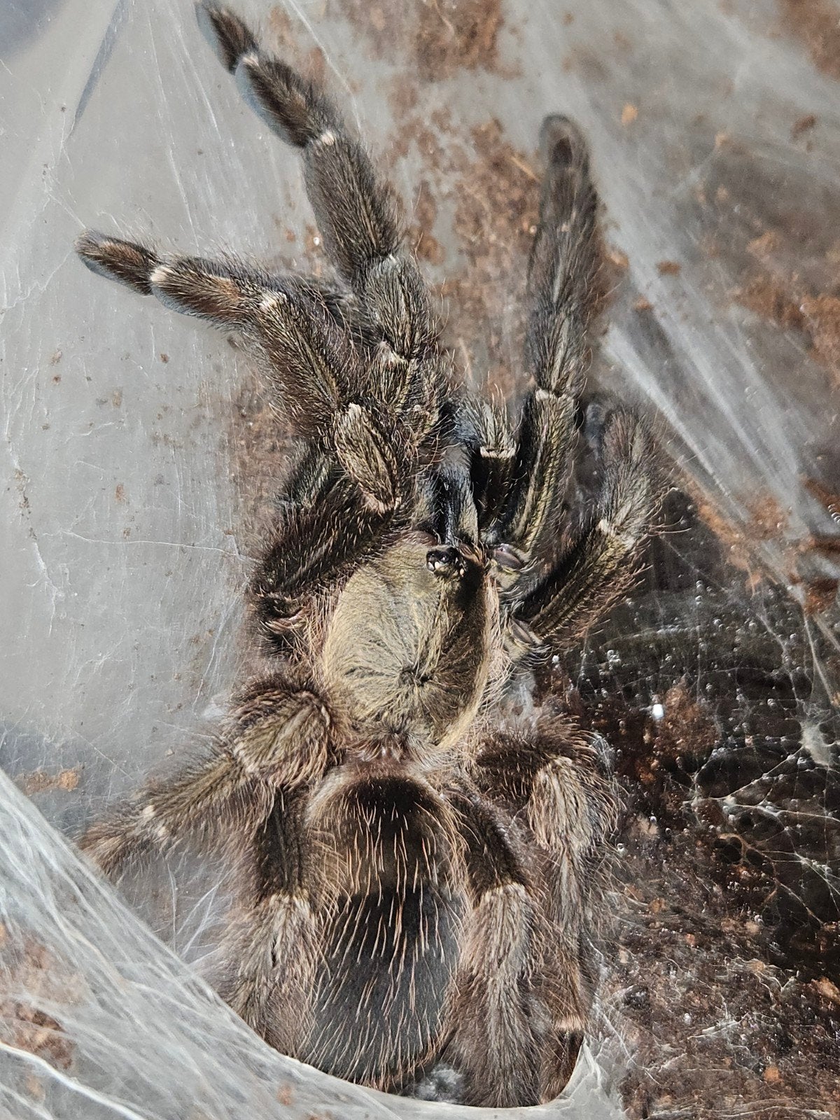 adult vrouwtje Psalmopoeus reduncus