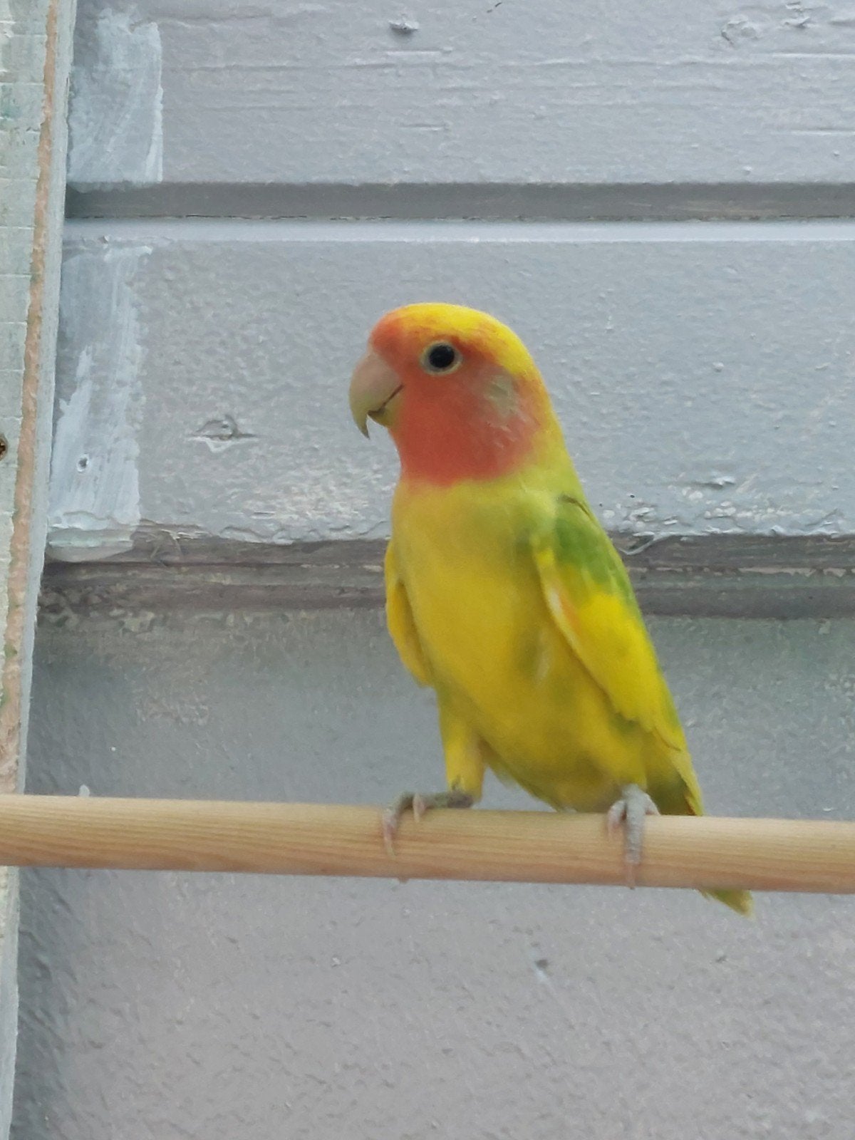agapornis roseicollie man, Geringd