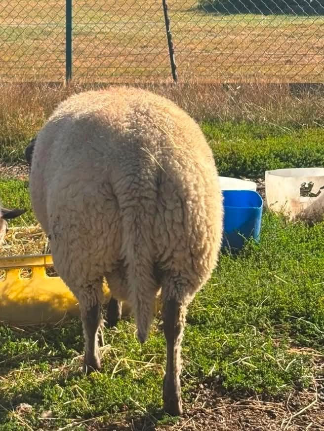 Agneau  bleu du maine., Animaux & Accessoires, Mâle, Mouton, 0 à 2 ans