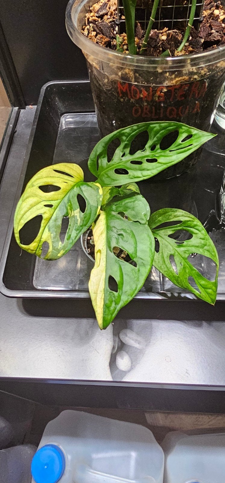 Monstera adansonii-archipel, Huis en Inrichting, Kamerplanten, Overige soorten, In pot, Minder dan 100 cm, Groene kamerplant