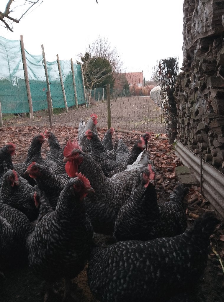 Fok tomen Mechelse koekoek, Dieren en Toebehoren, Pluimvee