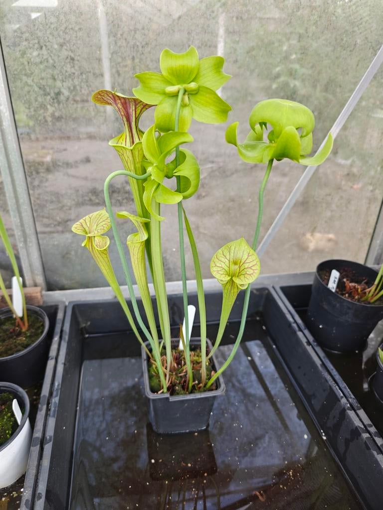 Vleesetende planten (Sarracenia/Flava) vanaf €8, Tuin en Terras, Planten | Tuinplanten, Vaste plant, Overige soorten, Volle zon
