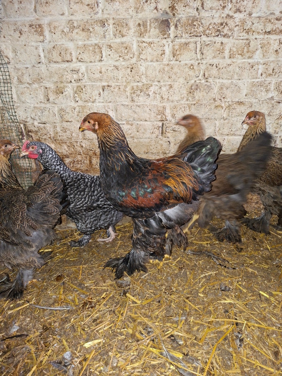 2 brahma hanen te koop, Mâle, Poule ou poulet