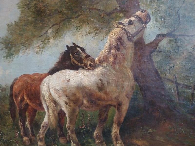 mooi schilderij olie op doek 120 cm x80 cm, Ophalen, Doek, Dieren, Olieverf