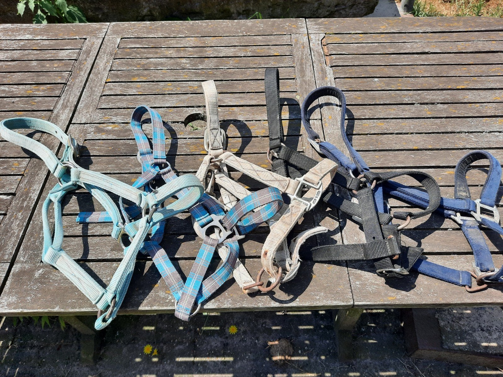5 verschillende halsters maat full, Dieren en Toebehoren, Gebruikt, Overige disciplines, Meerkleurig, Ophalen of Verzenden