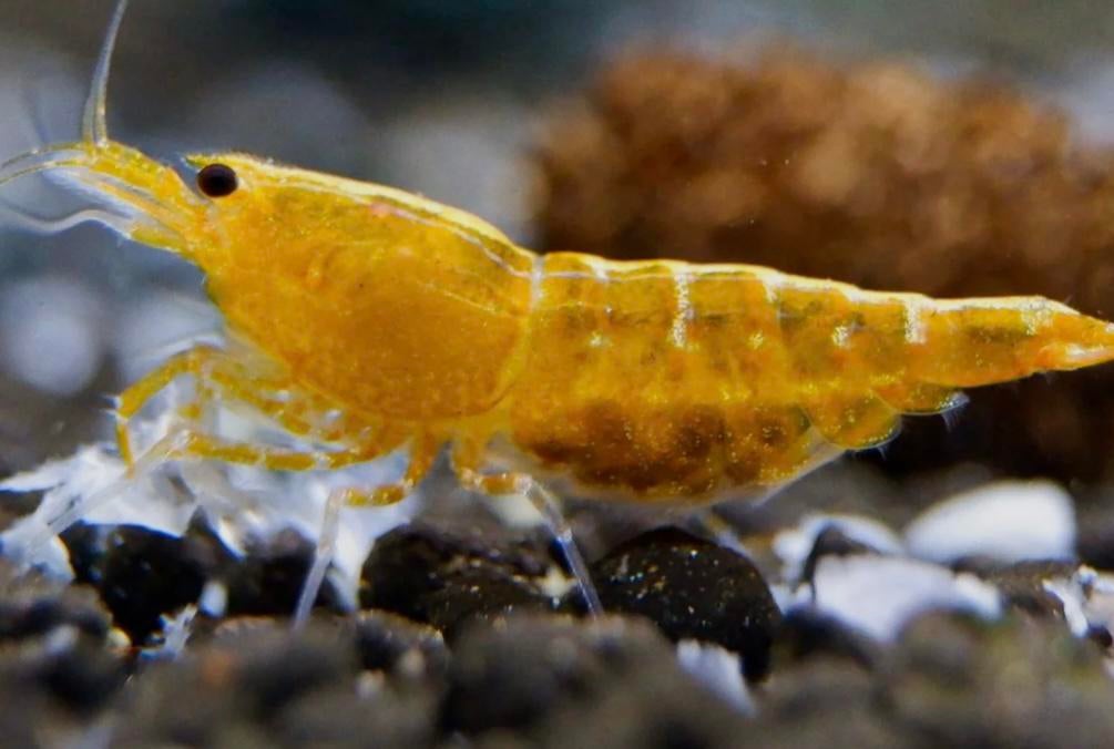 Yellow galaxy boa's, Dieren en Toebehoren, Vissen | Aquariumvissen