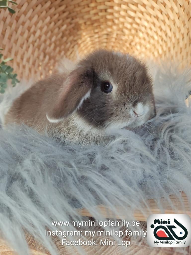 Baby lapin mâle de race pure (transport possible), Animaux & Accessoires, Lapins, Nain, Mâle, 0 à 2 ans, Oreilles tombantes