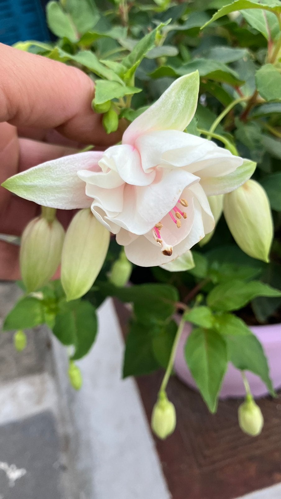 Fuchsia, Enlèvement ou Envoi