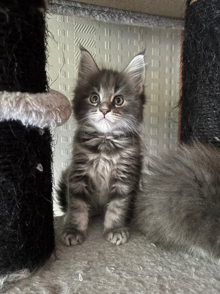 Maine Coon kitten, Dieren en Toebehoren, Katten en Kittens | Raskatten | Langhaar, Poes, 0 tot 2 jaar, Gechipt, Ontwormd, Ingeënt