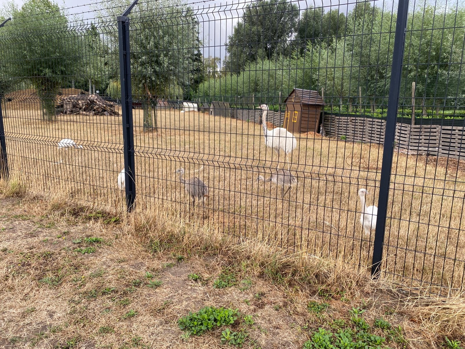 Nandoe jongen 2 maanden oud, Dieren en Toebehoren, Overige Dieren, Mei, Geslacht onbekend