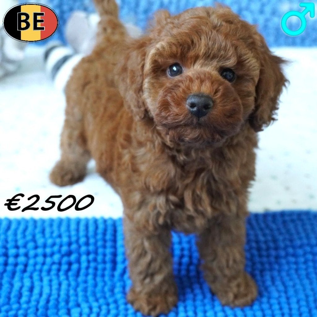 Magnifique Caniche Miniature mâle rouge (belge), Animaux & Accessoires, Commerçant, Chien (mâle), Caniche, Maladie de Carré (chiens)
