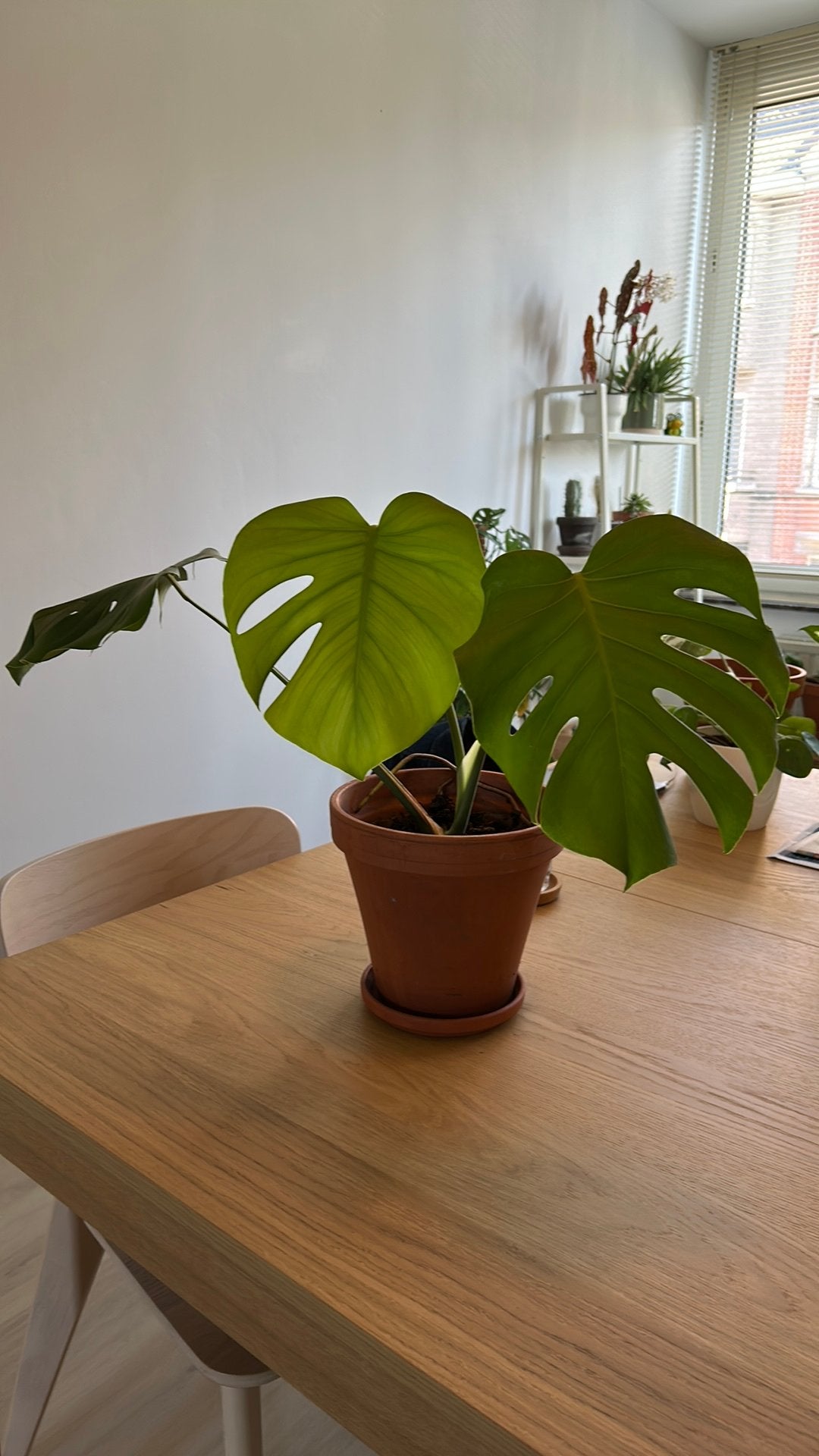 Monstera à vendre, Huis en Inrichting, Ophalen, Overige soorten, In pot, Minder dan 100 cm