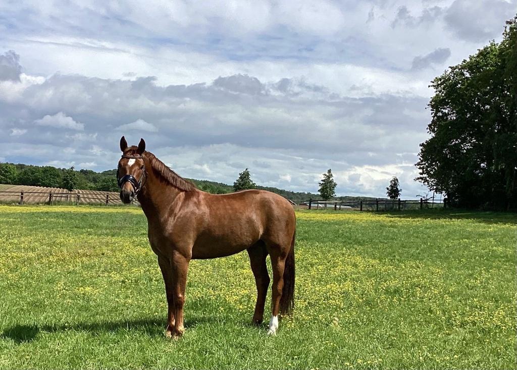 7 jarige ruin te koop, Hongre, Moins de 160 cm, Avec pedigree, L