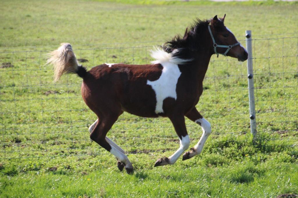 AES merrieveulen 2025, bonte merrie BWP x arabier, Animaux & Accessoires, Chevaux, Étalon