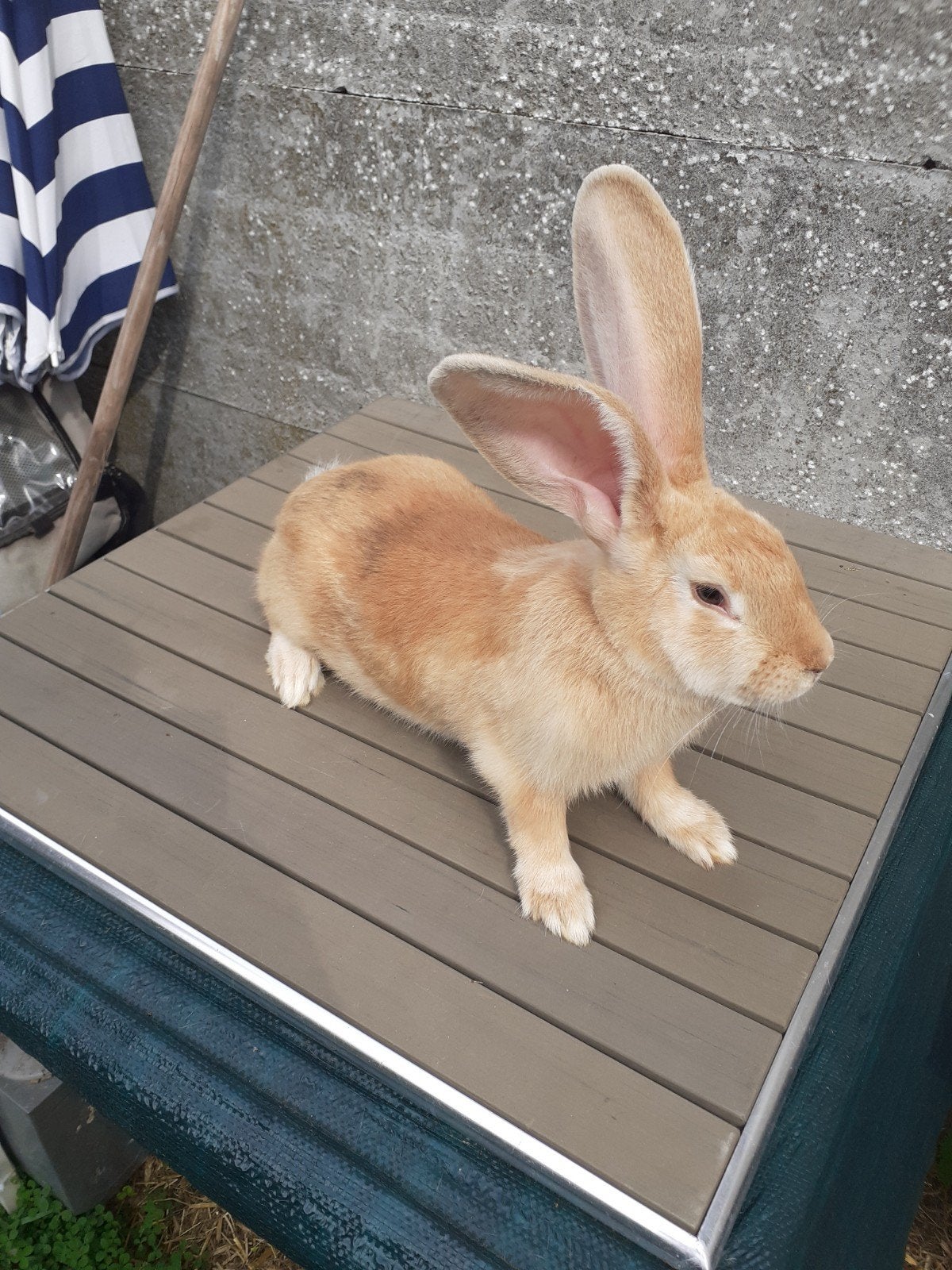 duites reus Ram 4maand oud, Dieren en Toebehoren, Konijnen