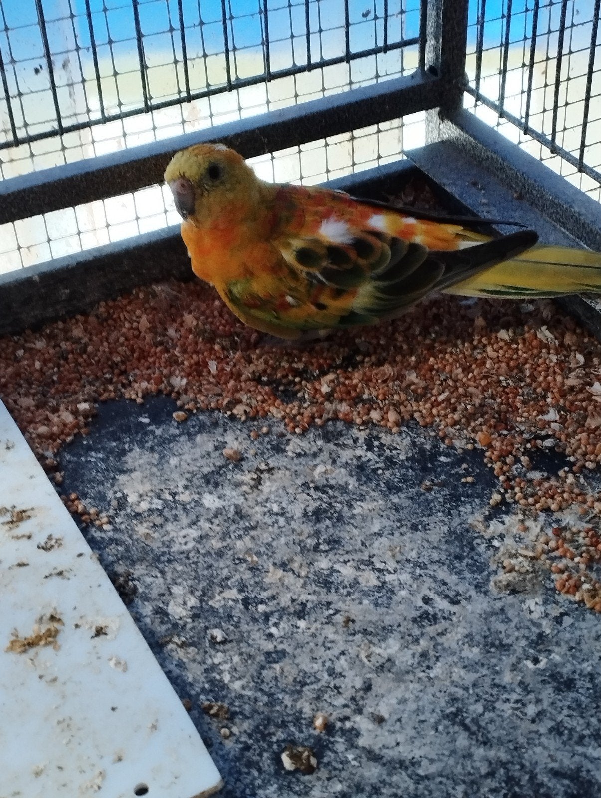 1 koppel roodruggen, Dieren en Toebehoren