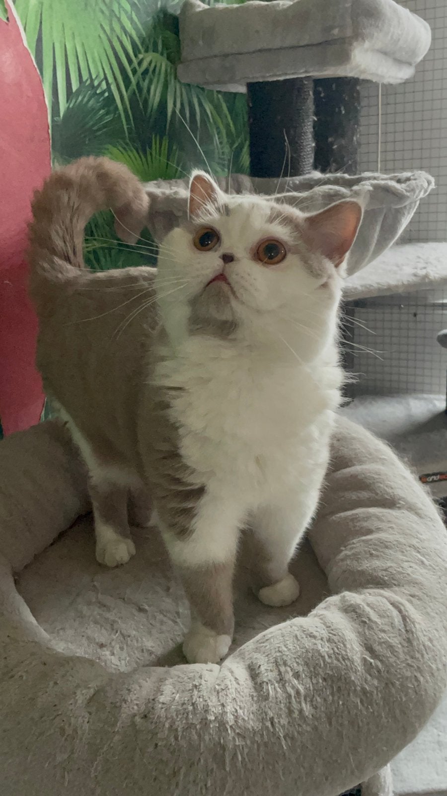 Dekkater te koop, 0 à 2 ans