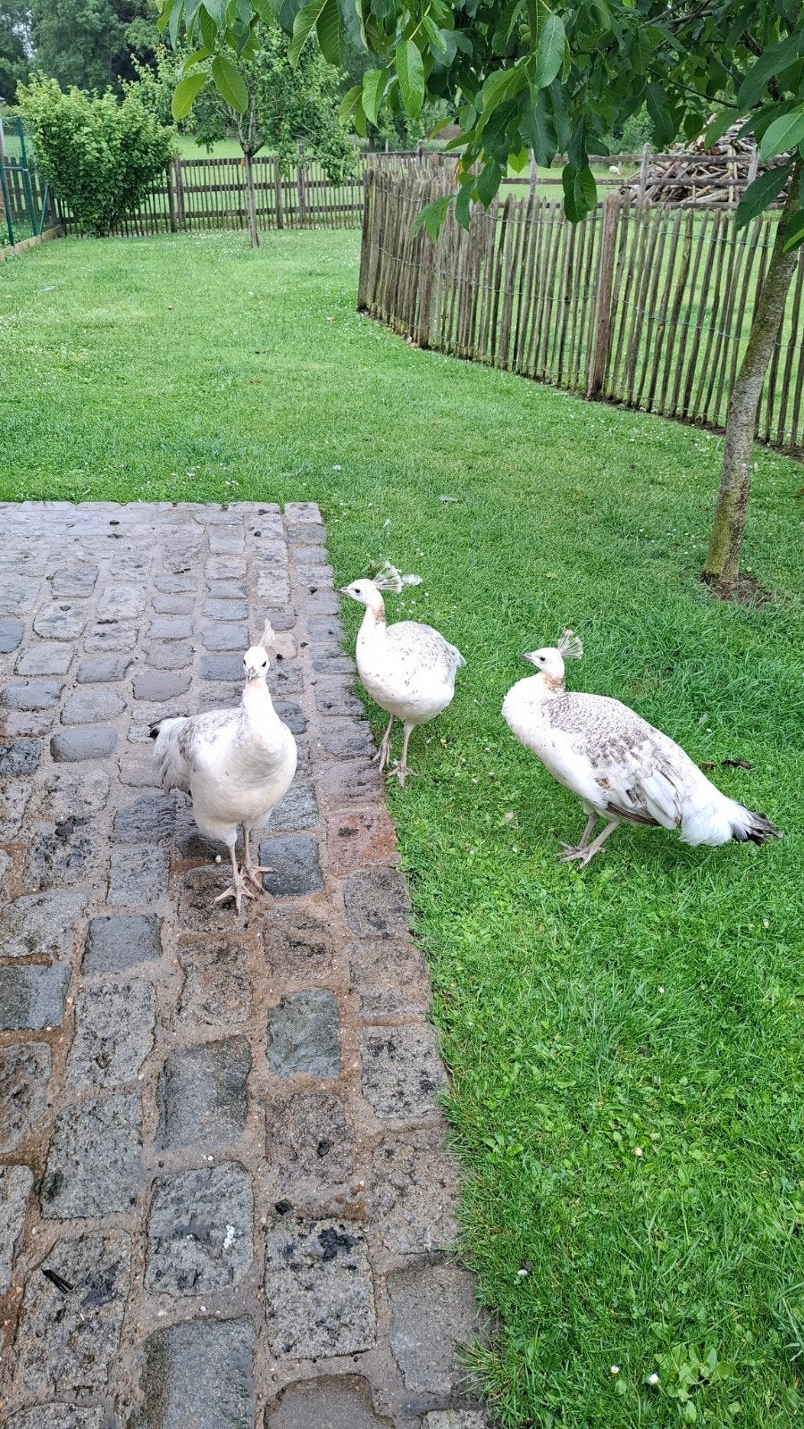 Pauwen, Femelle, Autres espèces