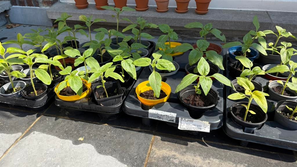 Zonnebloem plantjes, Ophalen