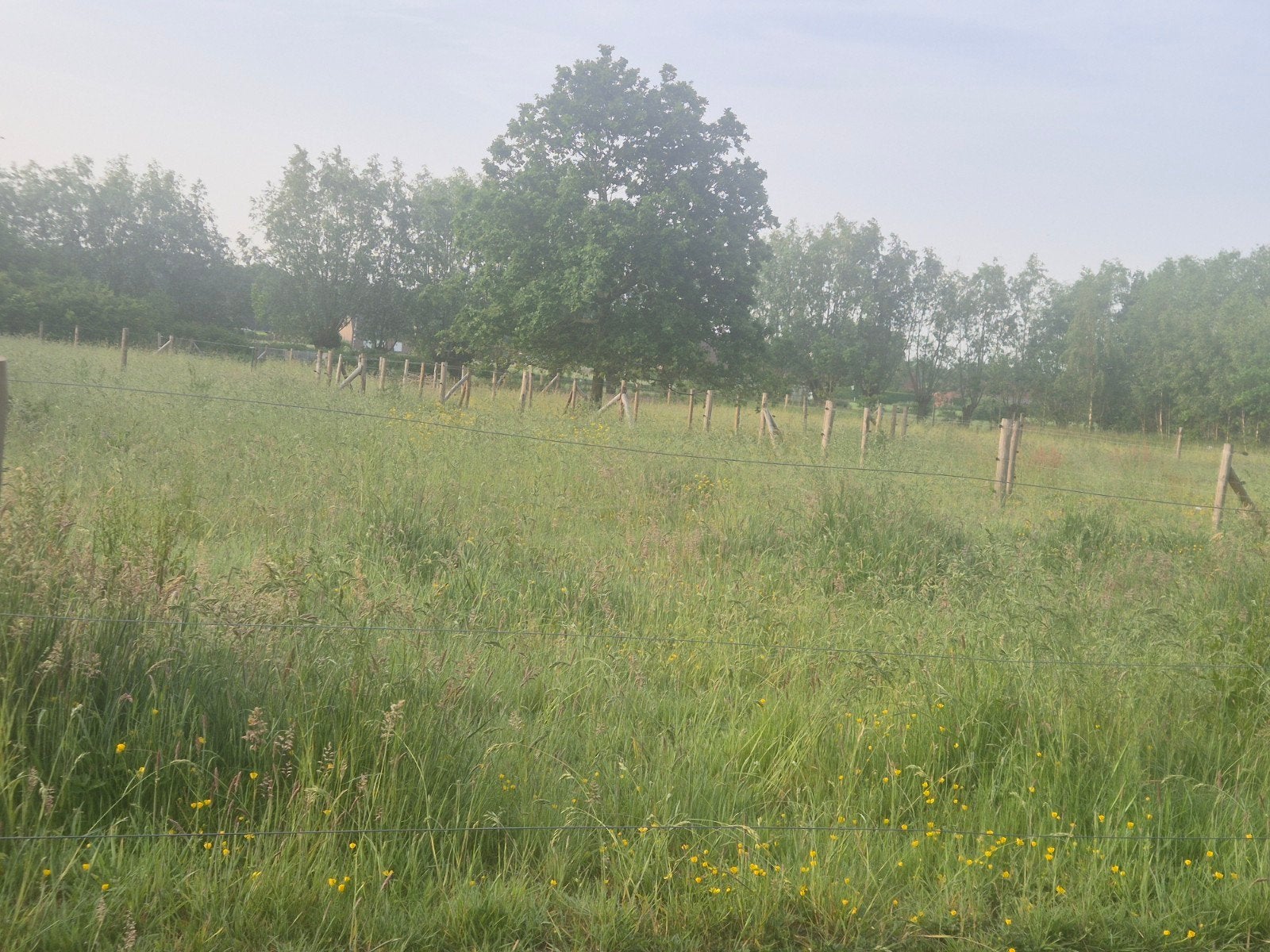 Wilderweide te huur, Enlèvement