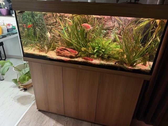 aquarium Juwel Rio 240l, Ophalen, Inclusief vissen, Juwel, Gevuld zoetwateraquarium