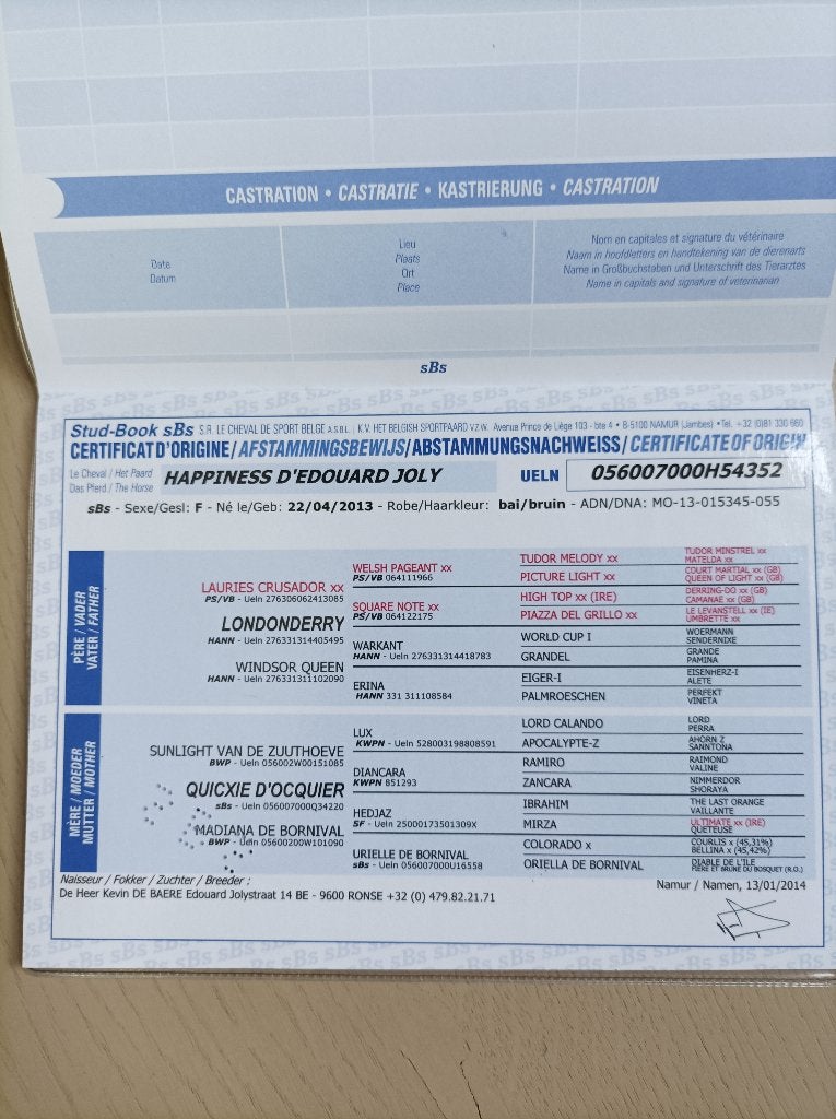 jument à vendre, Animaux & Accessoires, Jument, Cheval de dressage, Avec pedigree