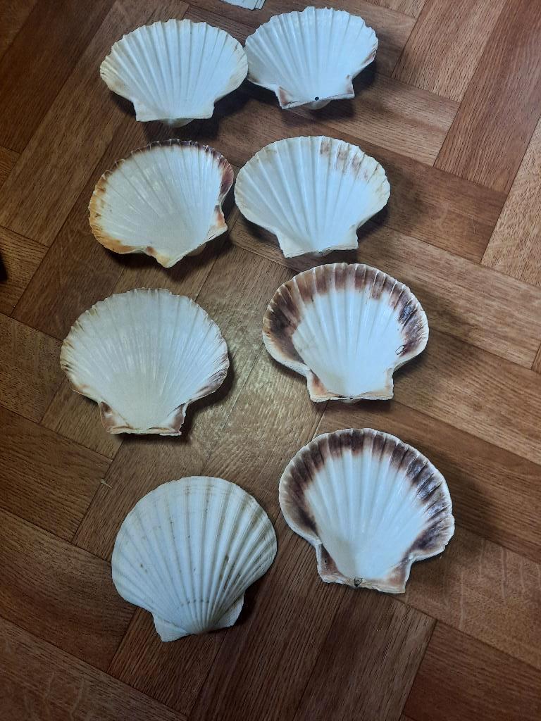 set van 8 oven schelpen, Ophalen of Verzenden