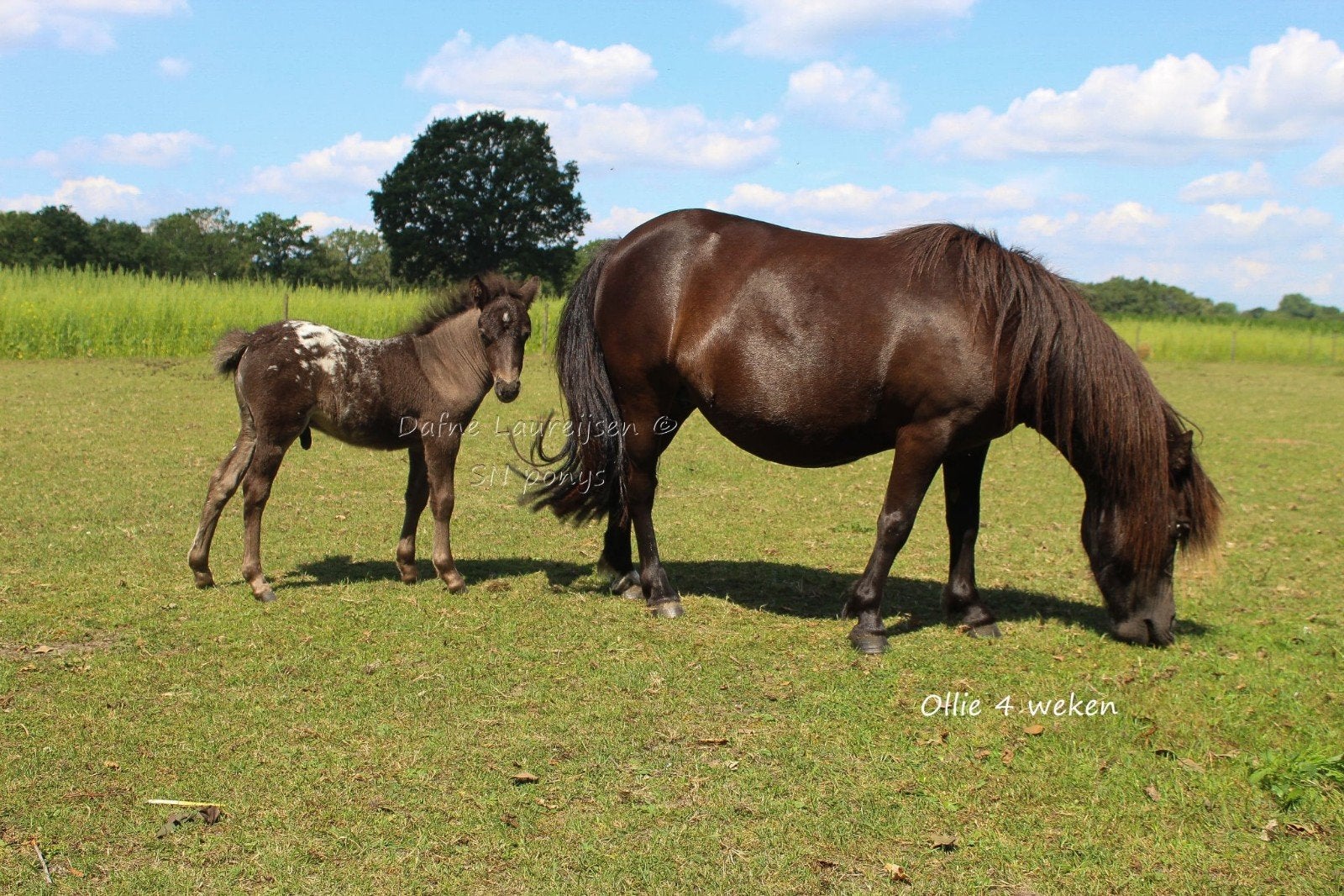 🩵 Shetland x Appaloosa hengst veulen 🩵, Animaux & Accessoires, Chevaux, Étalon, Avec pedigree, 0 à 2 ans