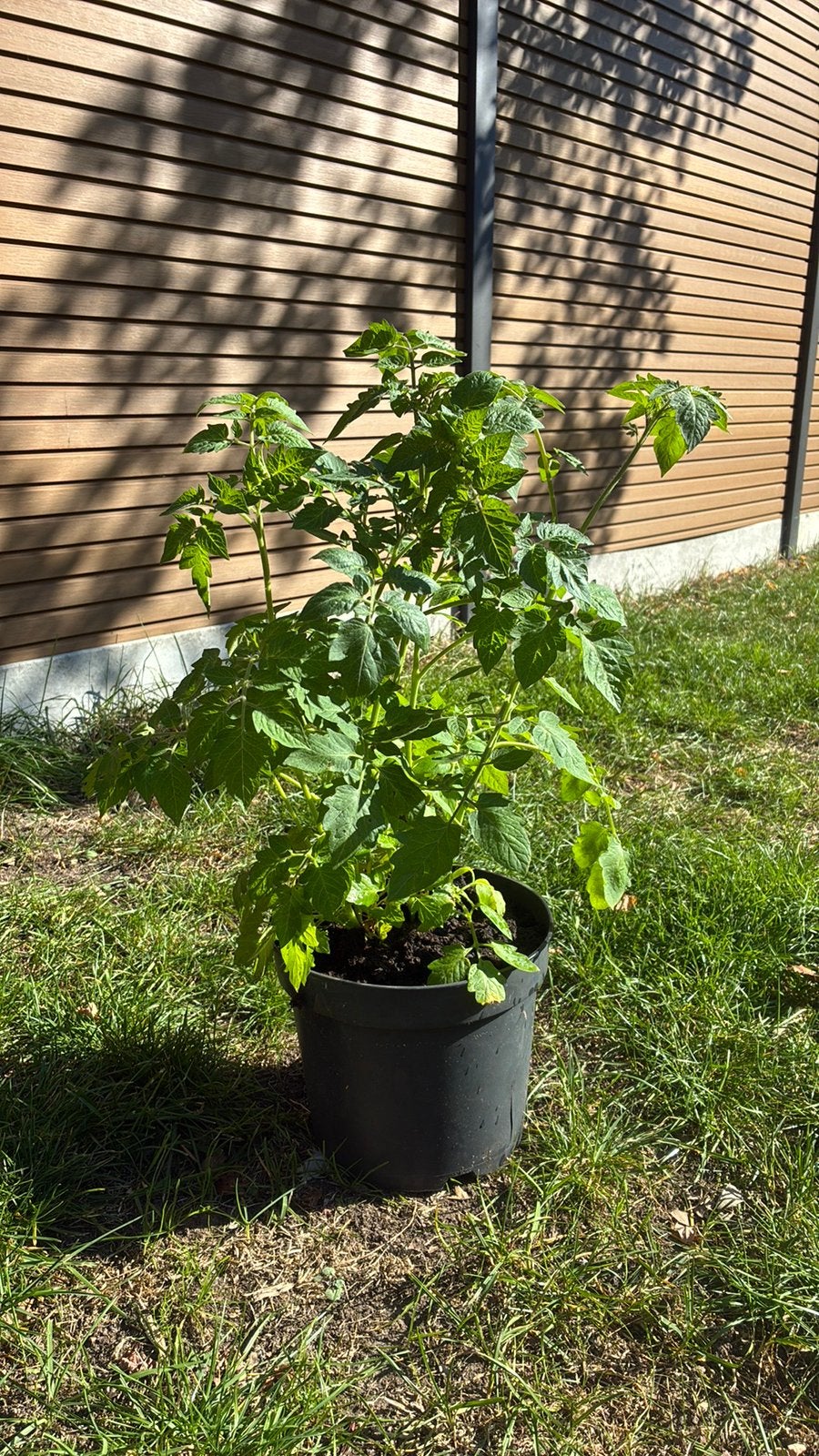 Tomatenplanten (cherry), Ophalen