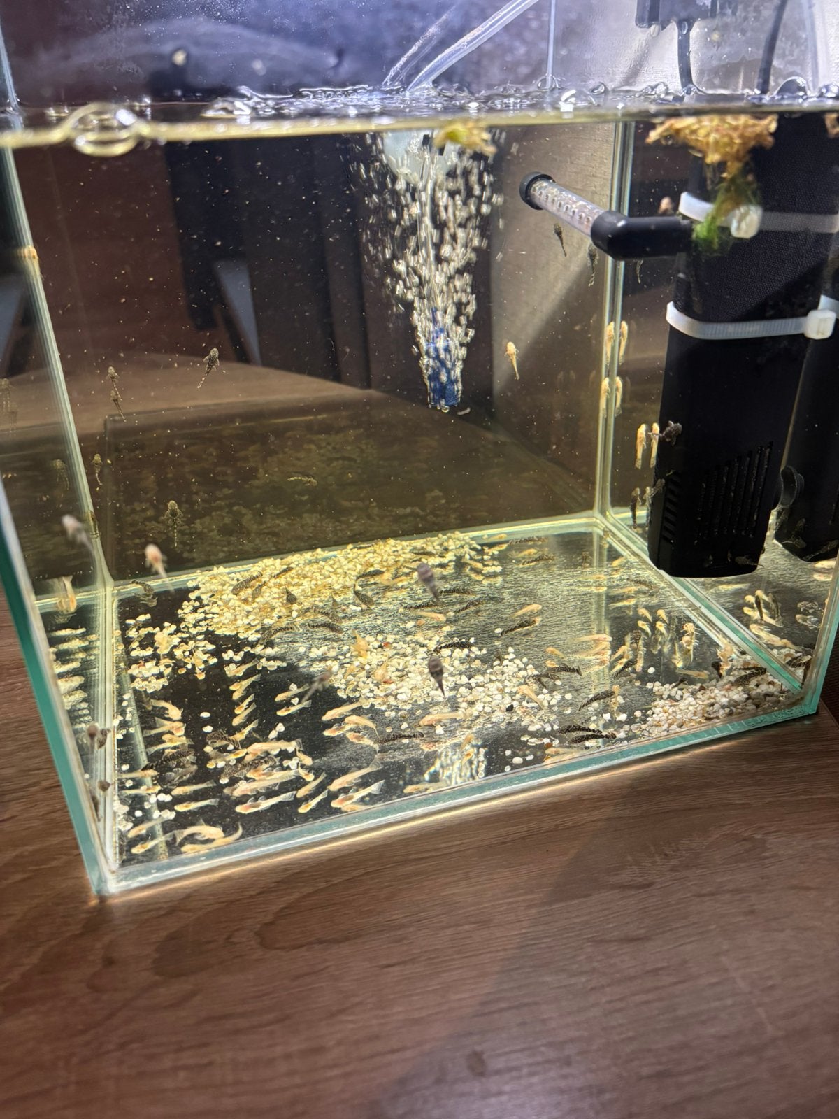 Kleine algeneters, Animaux & Accessoires, Poissons | Aquariums & Accessoires, Enlèvement, Comme neuf