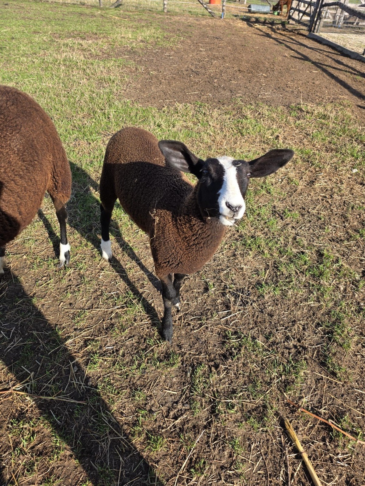 Zwartbles schaap ooilam, Schaap