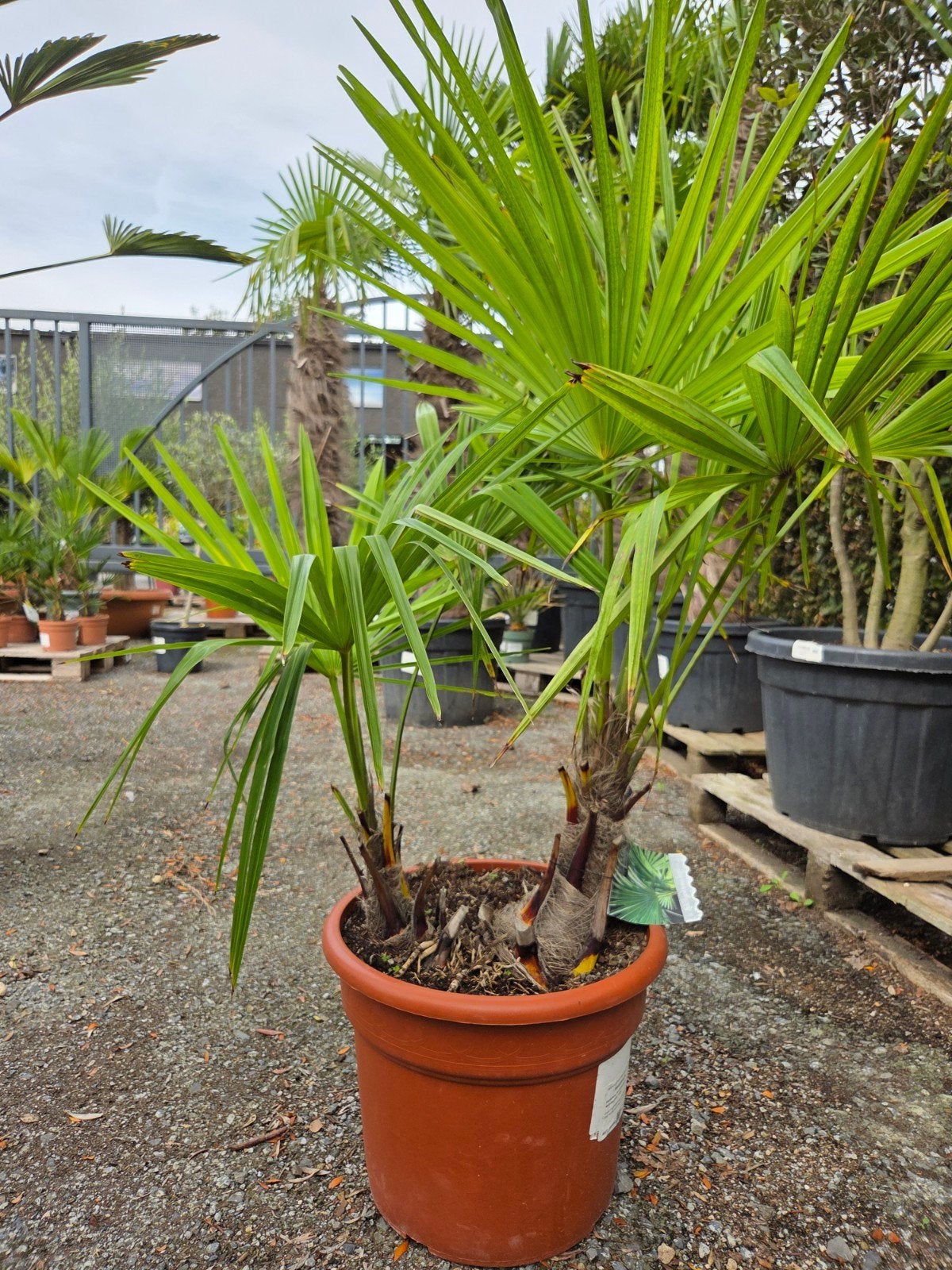 Winterharde palmboom Trachycarpus Fortunei 2 stam, Tuin en Terras, Ophalen, Halfschaduw