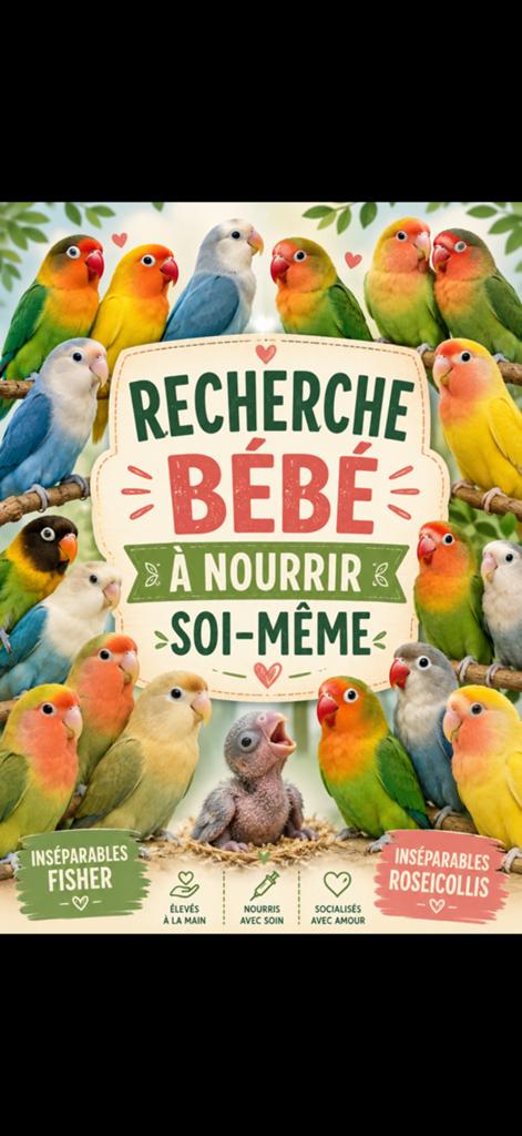 Recherche bebe inséparable, Animaux & Accessoires