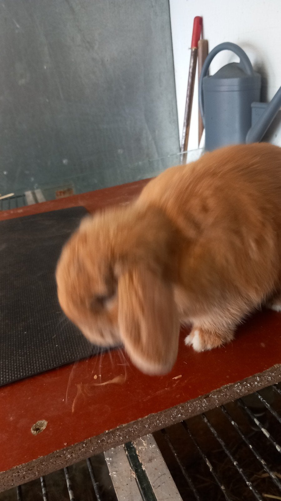 Minilop  ram half jaar  20euro, Animaux & Accessoires, Lapins