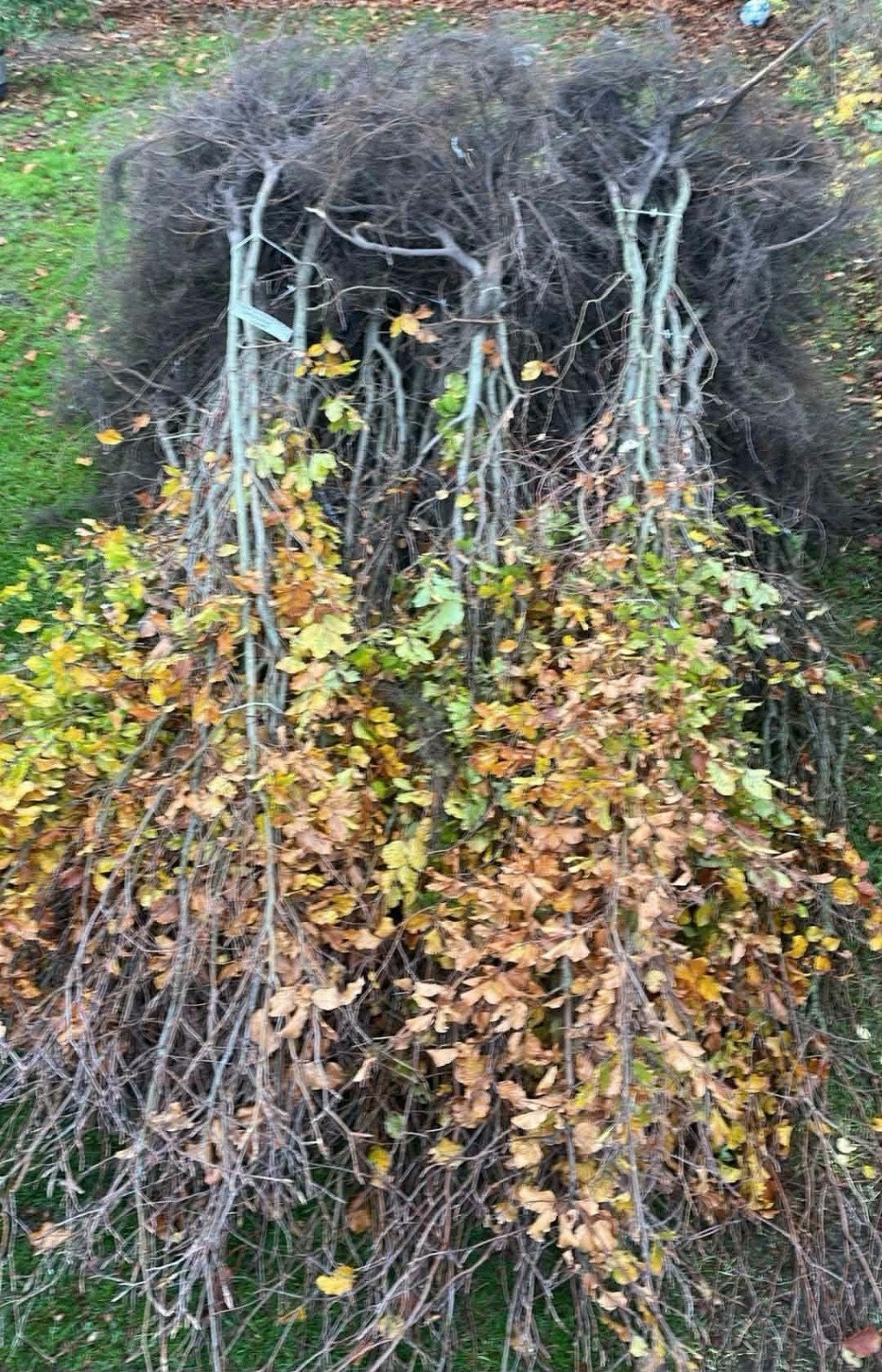 ‼️fagus sylvatica beuk actie 125/150 cm   ‼️, Jardin & Terrasse, Enlèvement, Haie de hêtre, Haie