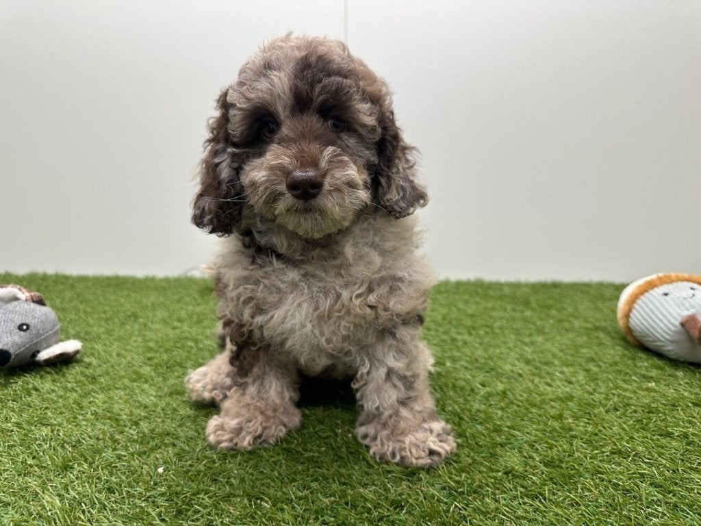 Dwergpoedel pups, Dieren en Toebehoren, Poedel, België, 8 tot 15 weken, CDV (hondenziekte)
