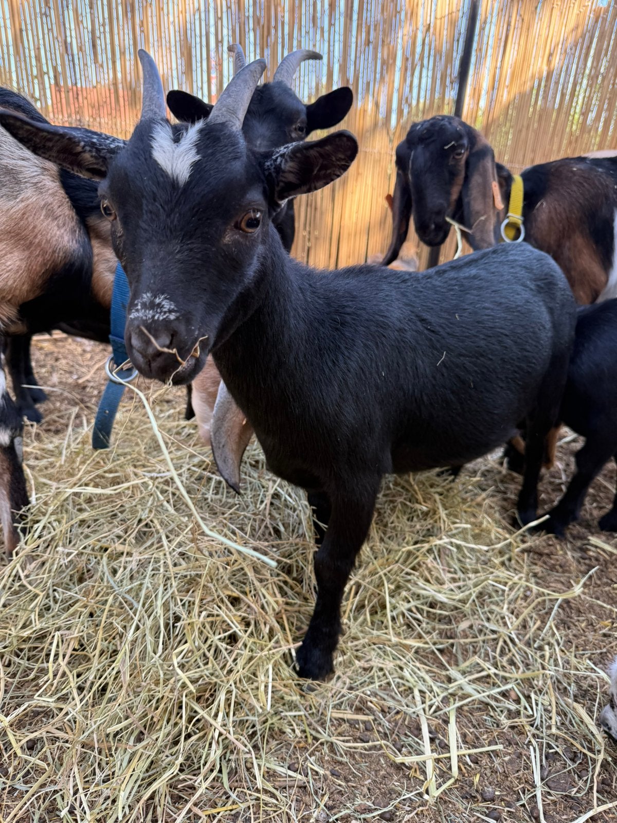 Dwerggeit mieke, Dieren en Toebehoren, Vrouwelijk, Geit, 0 tot 2 jaar
