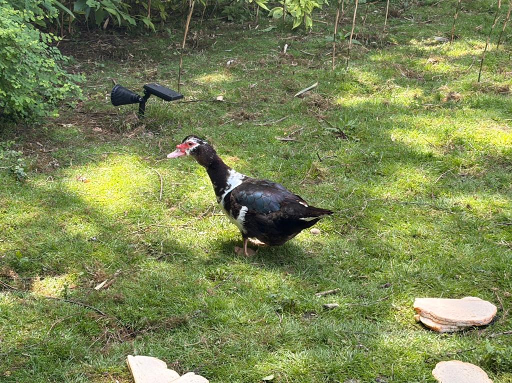 Barbarie eend, Dieren en Toebehoren, Eend