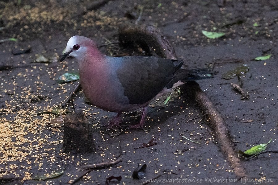 Wilde duiven, Dieren en Toebehoren, Vogels | Duiven, Mannelijk, Overige soorten