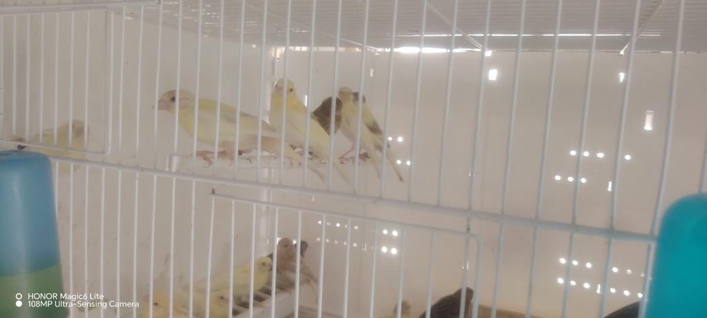 Canaris Harlekin et raza